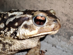 Bufo spinosus