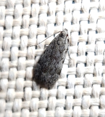 Anacampsis conclusella