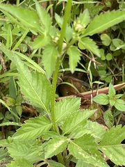 Bidens pilosa pilosa