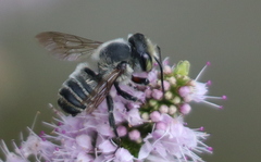Megachile