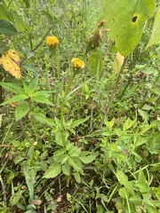 Bidens pilosa pilosa