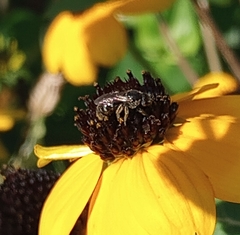 Anthophila