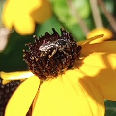 Anthophila
