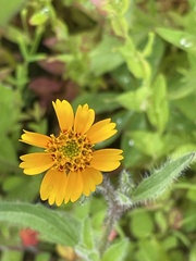 Tridax trilobata