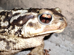 Bufo spinosus