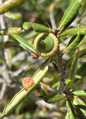 Belonocnema fossoria
