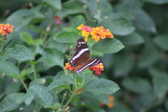 Anartia fatima
