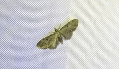 Eupithecia miserulata