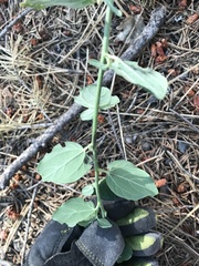 Ceanothus integerrimus