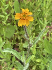 Tridax trilobata