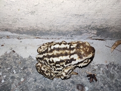 Bufo spinosus