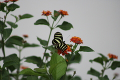 Heliconius charithonia