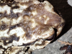 Bufo spinosus