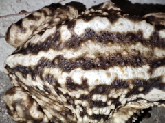 Bufo spinosus
