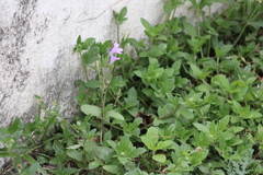 Ruellia nudiflora