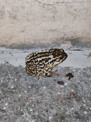 Bufo spinosus