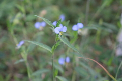 Commelina