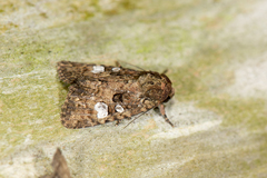 Feliniopsis indistans