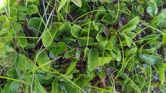 Epigaea repens