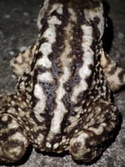 Bufo spinosus