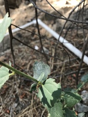 Ceanothus integerrimus