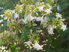Bombus vosnesenskii