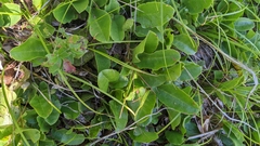 Epigaea repens