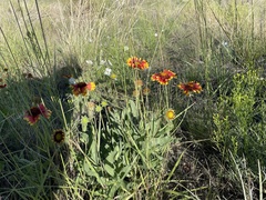 Gaillardia pulchella