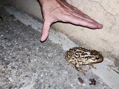 Bufo spinosus