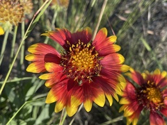 Gaillardia pulchella