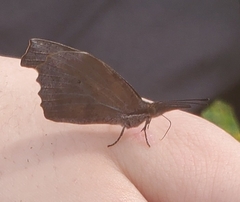 Libytheana carinenta