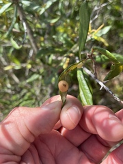 Belonocnema fossoria