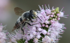 Megachile
