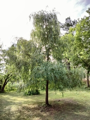 Salix alba