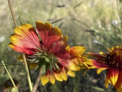 Gaillardia pulchella