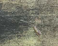 Leptoceridae