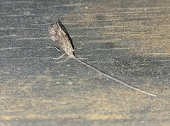 Leptoceridae