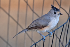 Baeolophus atricristatus