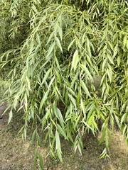 Salix alba