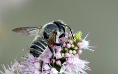 Megachile