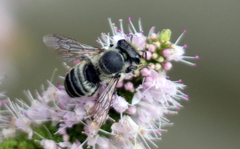 Megachile
