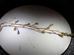 Polygonum ramosissimum