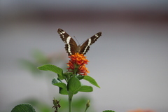 Anartia fatima