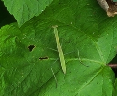 Tenodera angustipennis