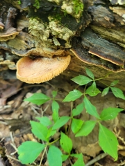 Rhodotus palmatus