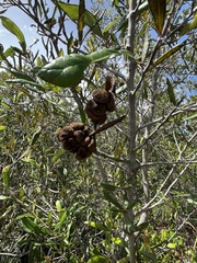 Disholcaspis quercusvirens