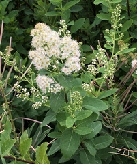 Spiraea alba