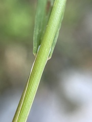 Trisetum cernuum