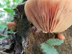 Rhodotus palmatus