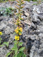 Solidago hispida